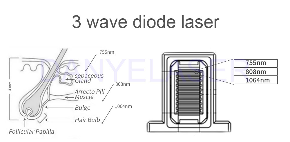 808wp2